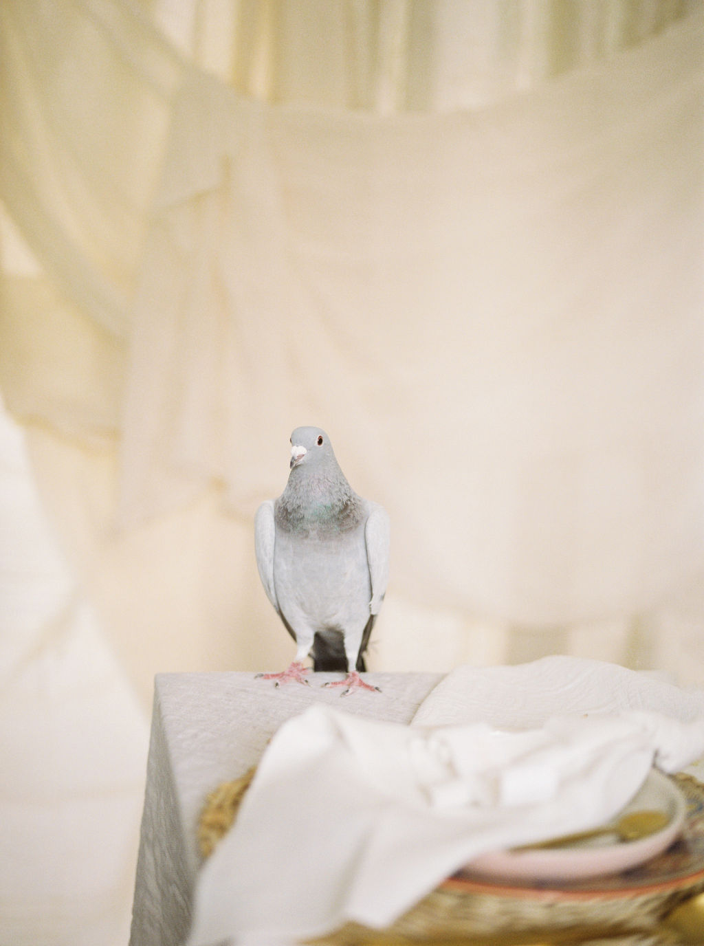 Pretty Wedding Pigeon